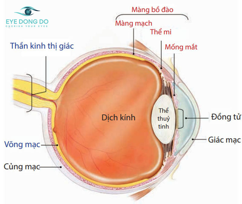 Viêm màng bồ đào là tình trạng sưng và viêm xảy ra bên trong mắt