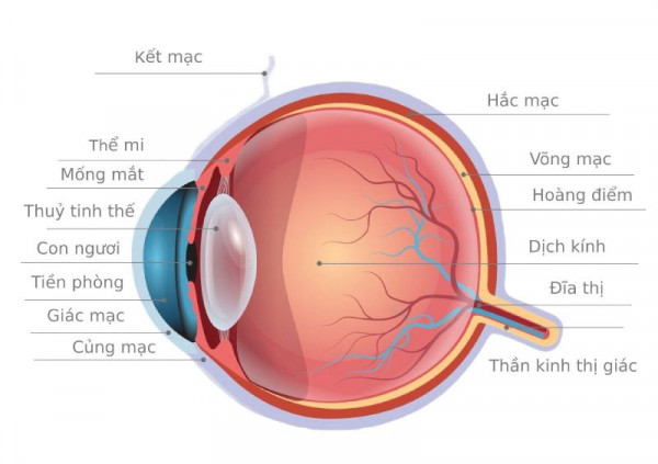 Kết mạc có nhiệm vụ bảo vệ bề mặt nhãn cầu